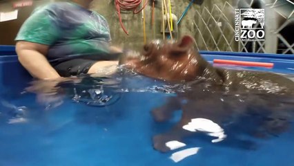 Attaque d'un bébé hippopotame
