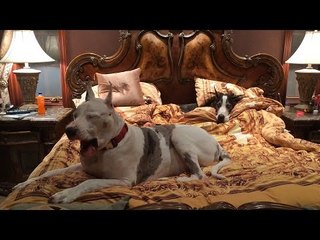 Sleepy Great Danes Take Over King-Size Bed
