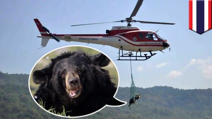 移送中のクマ、ヘリコプターから地面に落下し死亡　タイ