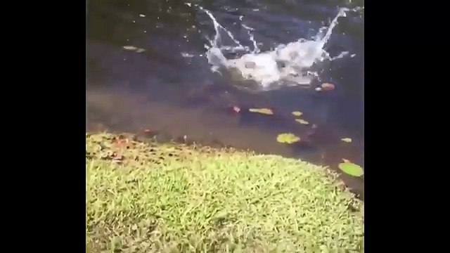 Effrayé, ce chat plonge dans un lac sans le faire exprès !