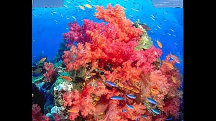 Yellow sapphire stone price  - Ratna Jyoti