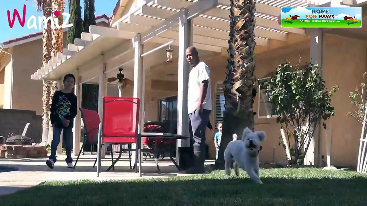 Ce chien parvient à retrouver une vie normale grâce à un petit garçon !