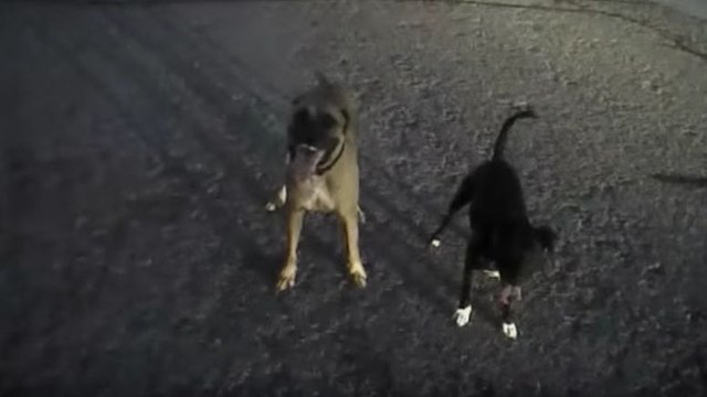 Un policier très patient avec deux chiens errants