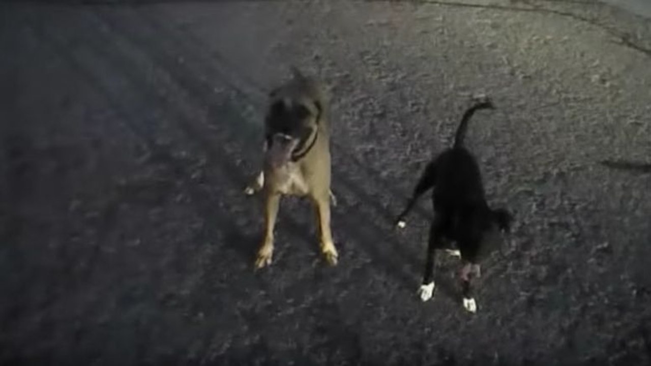 Un policier très patient avec deux chiens errants