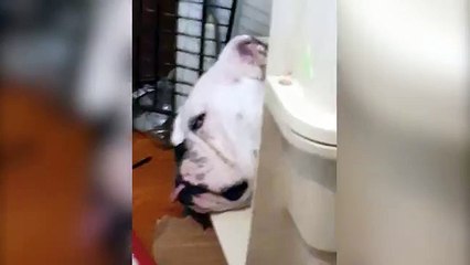 Doggie Dreamer Sounds Like Ventriloquist Act!