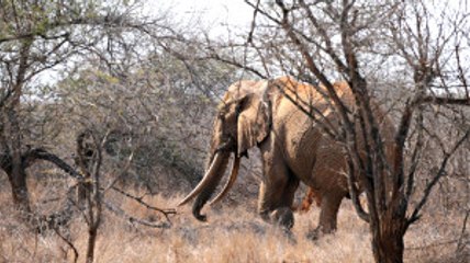 Afrika Kıtası'nın En Yaşlı Fili Satao'nun Cansız Bedeni Bulundu