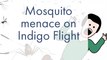 Mosquito Menace on Indigo Flight : Filthy Indigo Airlines