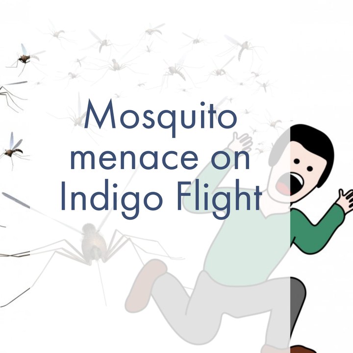 Mosquito Menace on Indigo Flight : Filthy Indigo Airlines