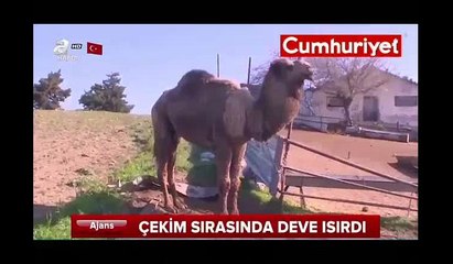 Çekim sırasında deve sahibini ısırdı