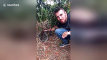 Man finds adorable sleeping koala in the wild