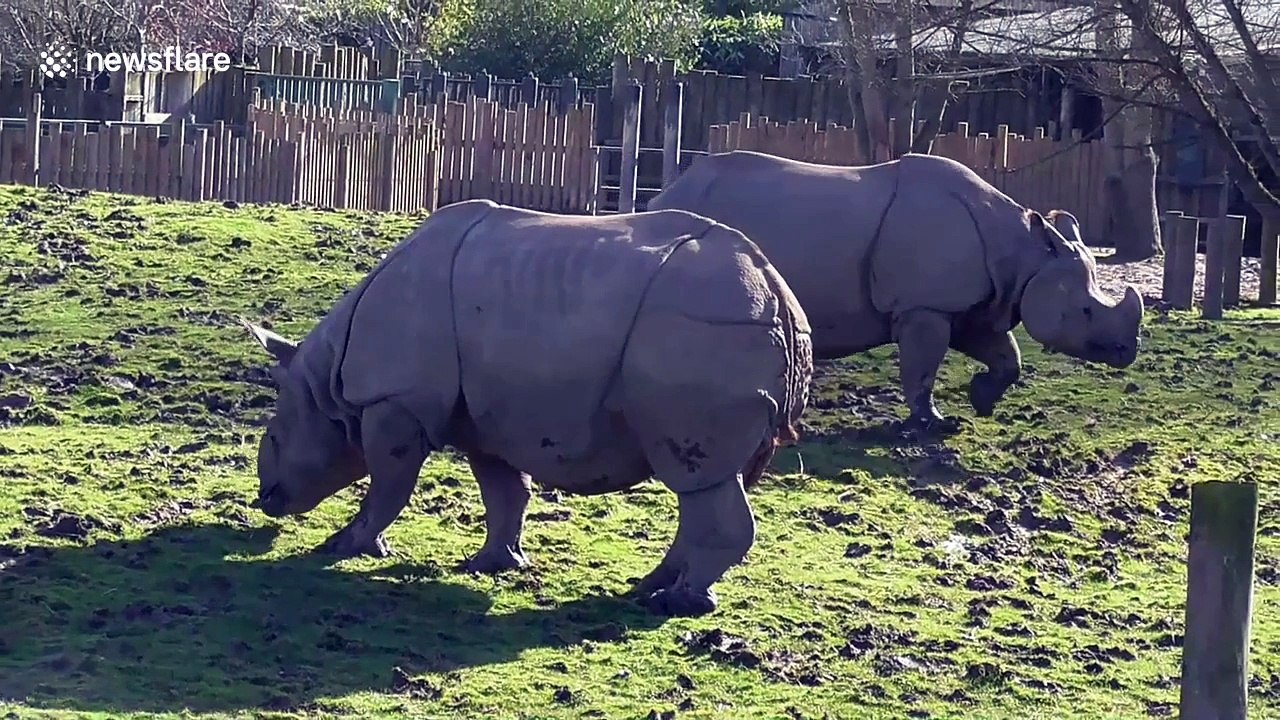 Rhino slides down muddy slope