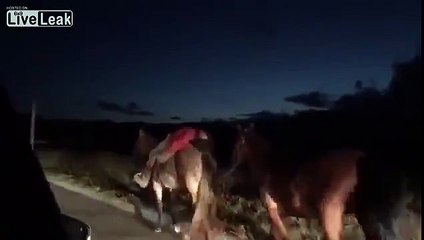 Un cheval futé ramène son maître complètement bourré à la maison