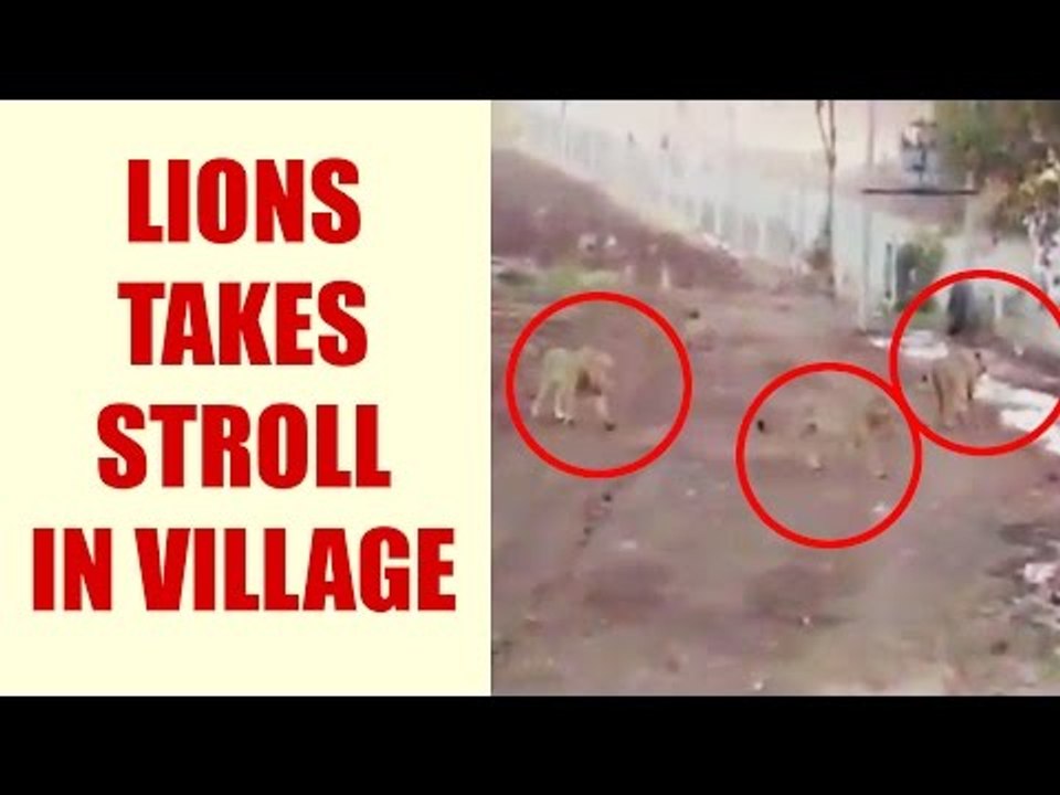 Gujarat: 3 Lions spotted taking stroll in village: Watch video | Oneindia News