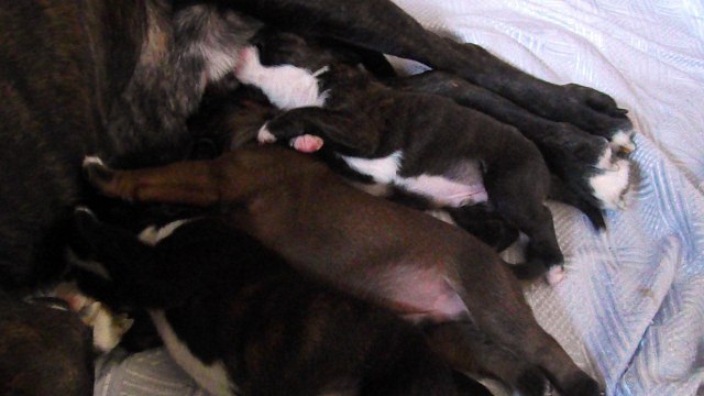 3 sur 5 chiots boxers de Gribouille de l'Ecluse de Penthièvre x Giotto du Dolon