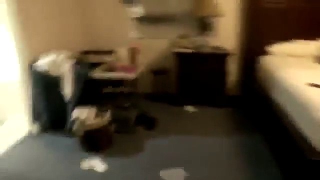 Deux petits chiens font la course pour prendre un bain !