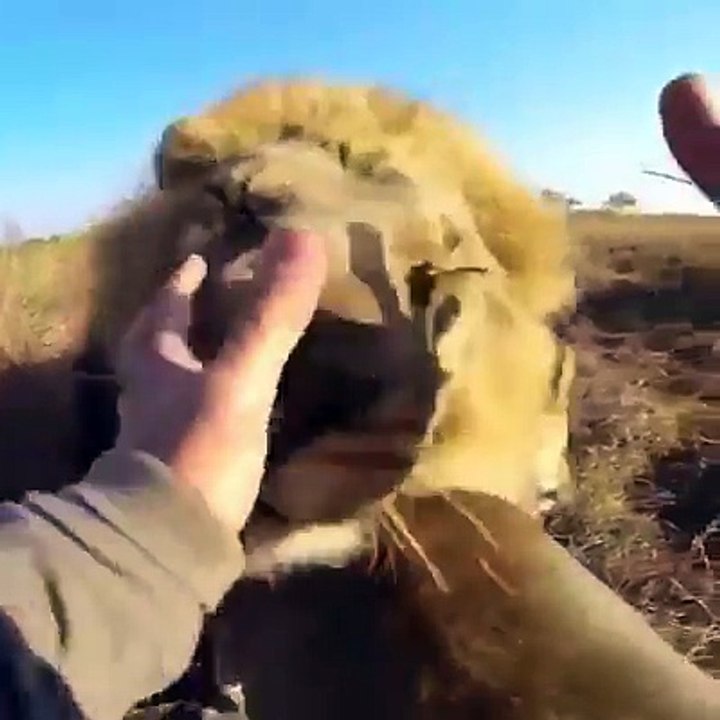 Un Homme Fait Un Câlin à Un Lion !