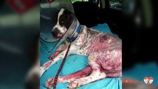 Everyone Thought This Great Dane Was Neglected, The Truth Will Shock You.