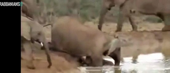 Animal Heroes 4 hehe _16