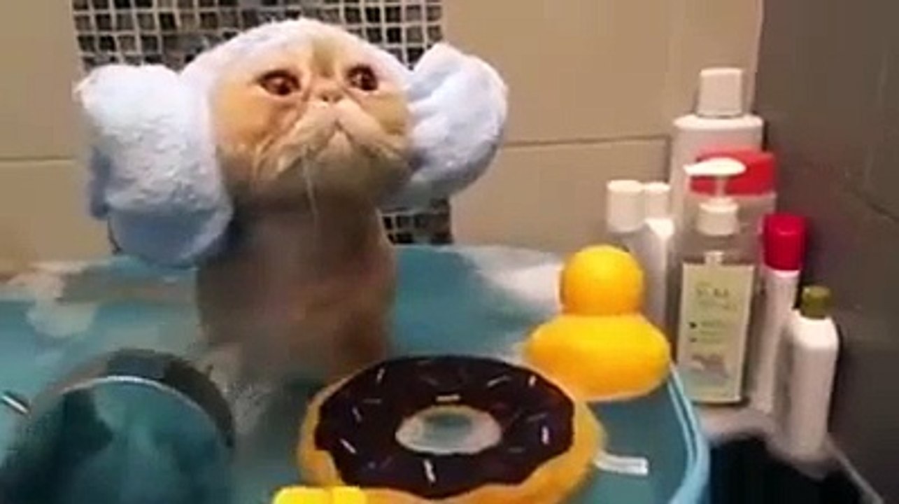 Ce petit chat kiffe prendre un bain !