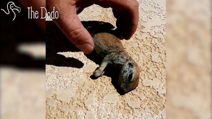 Il ramène un petit écureuil retrouvé noyé dans sa piscine à la vie