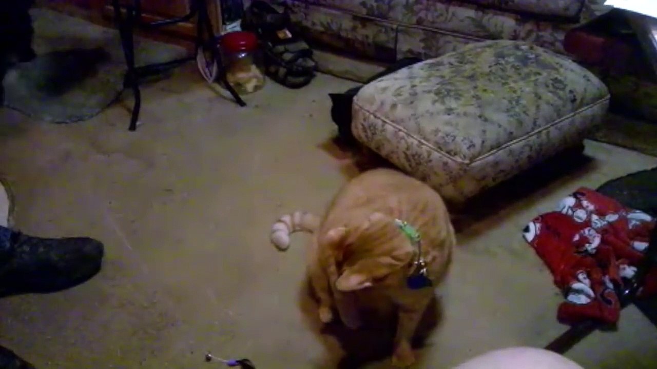 Fat Cats for Fat Tuesday: Funniest Fat Cats, Clips & Compilation