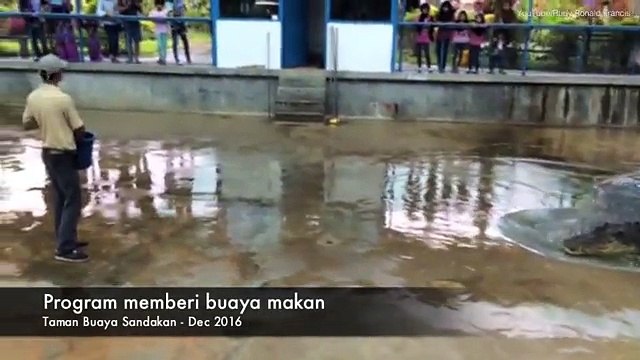 Malaysian ecologist survives being attacked by crocodile _2017