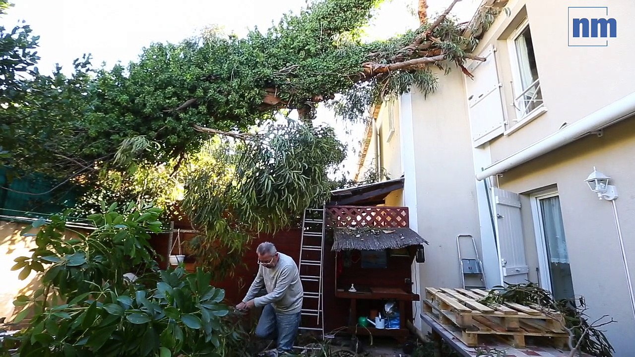 L'eucalyptus d'un hôtel s'abat sur une maison