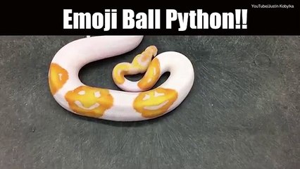 Python is found with incredible EMOJI markings  _2017