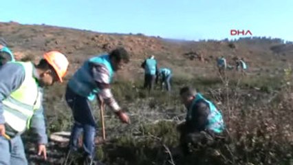 Hükümlüler Fidan Dikti