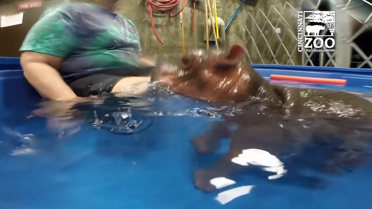Attention, attaque de bébé hippopotame
