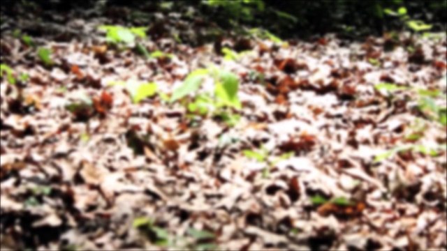 Zukunft baut Pinneberg - Wald Rosengarten Sommer /Full Film/Complete Movie/Ganzer Film 2010