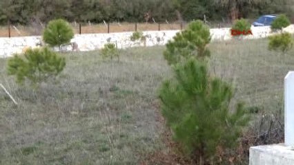 Çanakkale Köy Mezarlığındaki Zeytin Ağaçları Taşındı