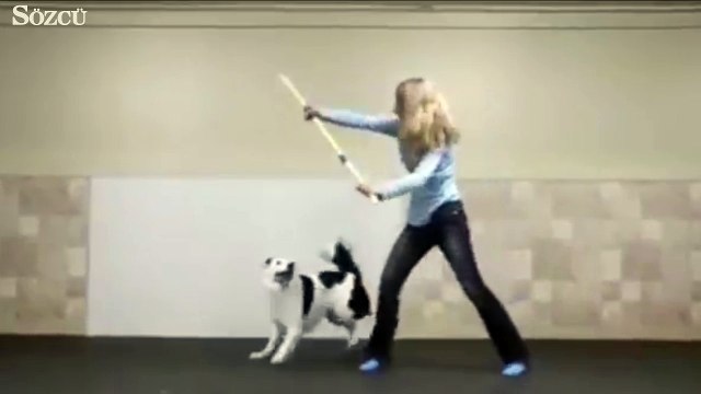 Sahibiyle muhteşem figürler sergileyen tatlı köpek!