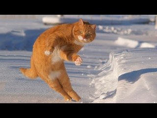 Funny Cat Compilation 2017 -  LAUGHS and FUN for everyone  by Life Awesome