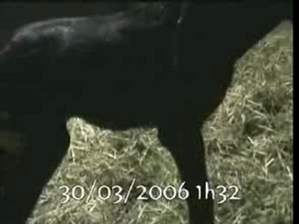 Naissance Rimbaud Warrior