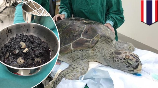 Turtle swallows coins: Surgeons find 915 coins inside endangered green sea turtle