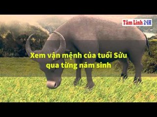 Tử vi và vận mệnh tuổi Sửu năm 2017 về Sự nghiệp Sức khỏe và Tình duyên ||Tâm Linh 24h