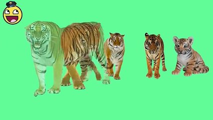 Poems for Kids | Tiger Finger Family Songs for Children | Popular Nursery Rhymes