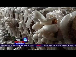 Siswa Belajar Membudidaya Jamur Tiram - NET 12