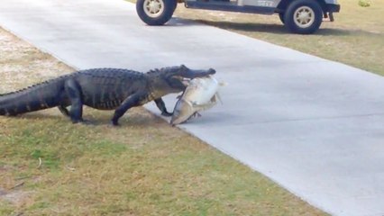 Quand un alligator traverse un cours de golf avec un énorme poisson dans la gueule