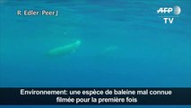 Une espèce de baleine mal connue filmée pour la première fois