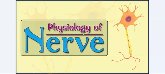 Easy Physiology - Nerve - 1-Resting Membrane Potential