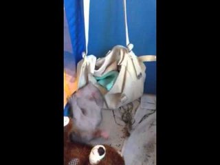 Wombat Joey Stops Hanging Around and Learns to Walk