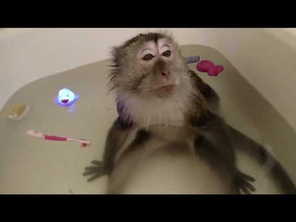 Contented Monkey Enjoys a Very Relaxing Bath