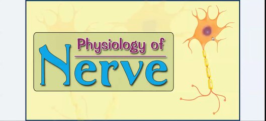 Easy Physiology - Nerve - 2-Action Potential