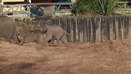 Cute baby elephant makes noisy rush towards food