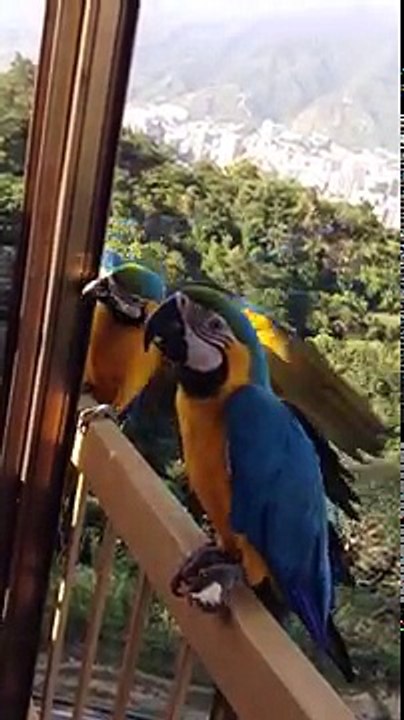 Des perroquets très gourmands