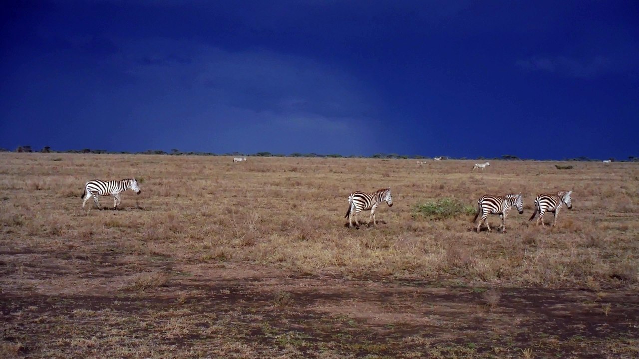 TROUPEAU EN MIGRATION