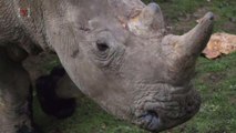 Poachers Broke Into a Zoo to Kill a Rhino