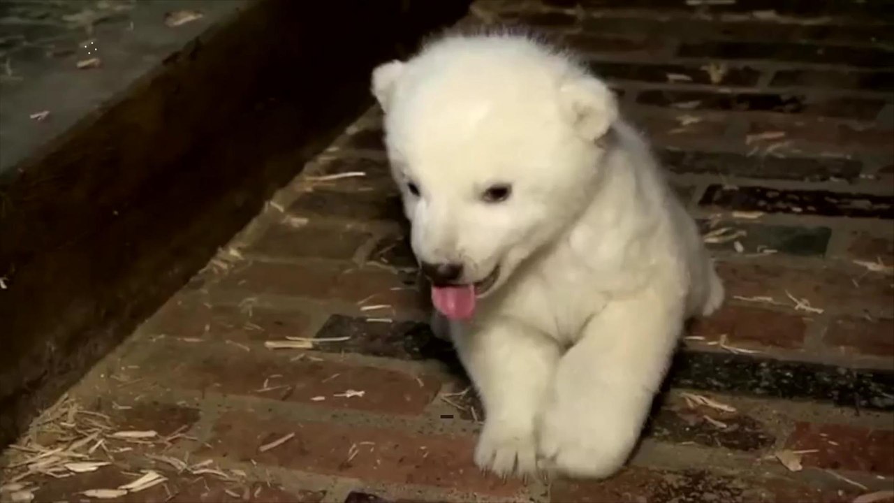 Popular Polar Bear Dies